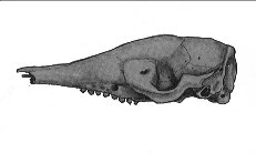 Chaetophractus villosus Cranio