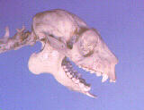 Cranio di Indri