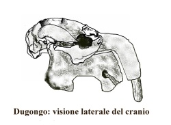 Dugongo: Visione laterale del cranio