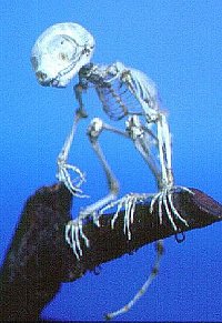 Galagoides demidoff (scheletro completo)