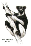 Disegno di Indri indri