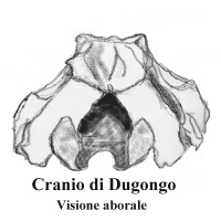 Dugongo: Visione aborale del cranio